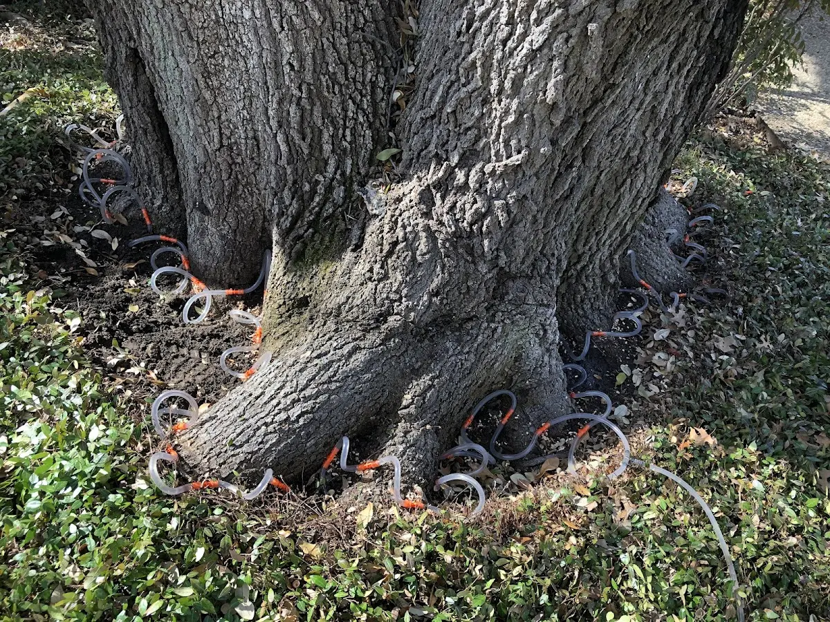 Detailed Tree Cabling and Bracing job site in Josephine